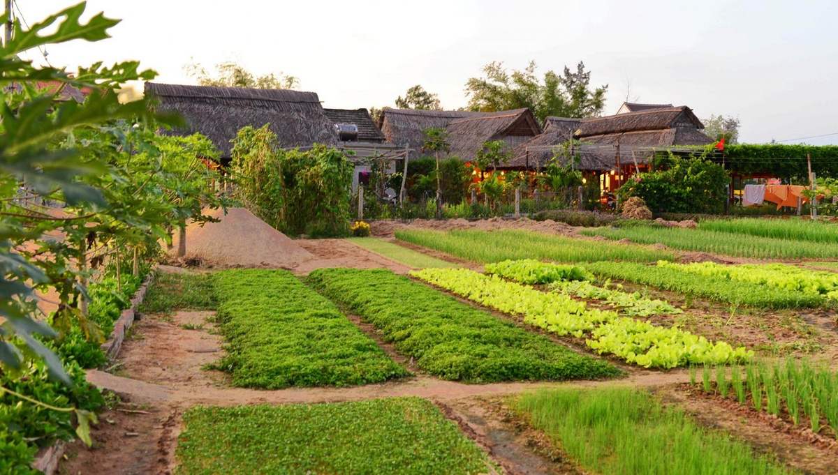 Làng Rau Trà Quế nổi tiếng với những cánh đồng rau xanh mướt. Đến đây, bạn sẽ được trải nghiệm cảm giác làm nông dân, tham gia vào các hoạt động trồng rau và thưởng thức những món ăn ngon từ rau xanh tươi sạch.