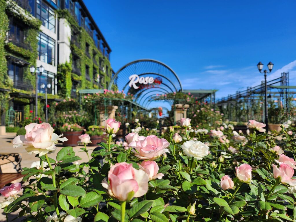 Lễ hội hoa Bà Nà 2025 - Triệu Đóa Hồng